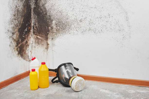 Best Professional Mold Removal  in Helmetta, NJ