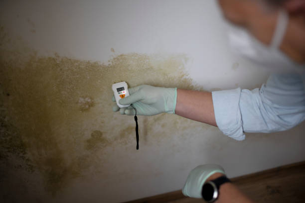 Best Attic Mold Removal  in Helmetta, NJ
