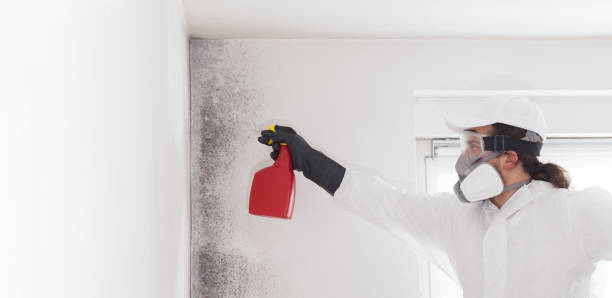 Mold Testing and Removal in Helmetta, NJ