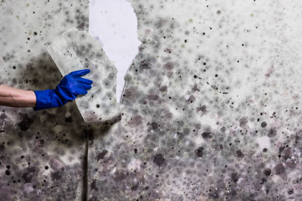 Best Mold Inspection  in Helmetta, NJ